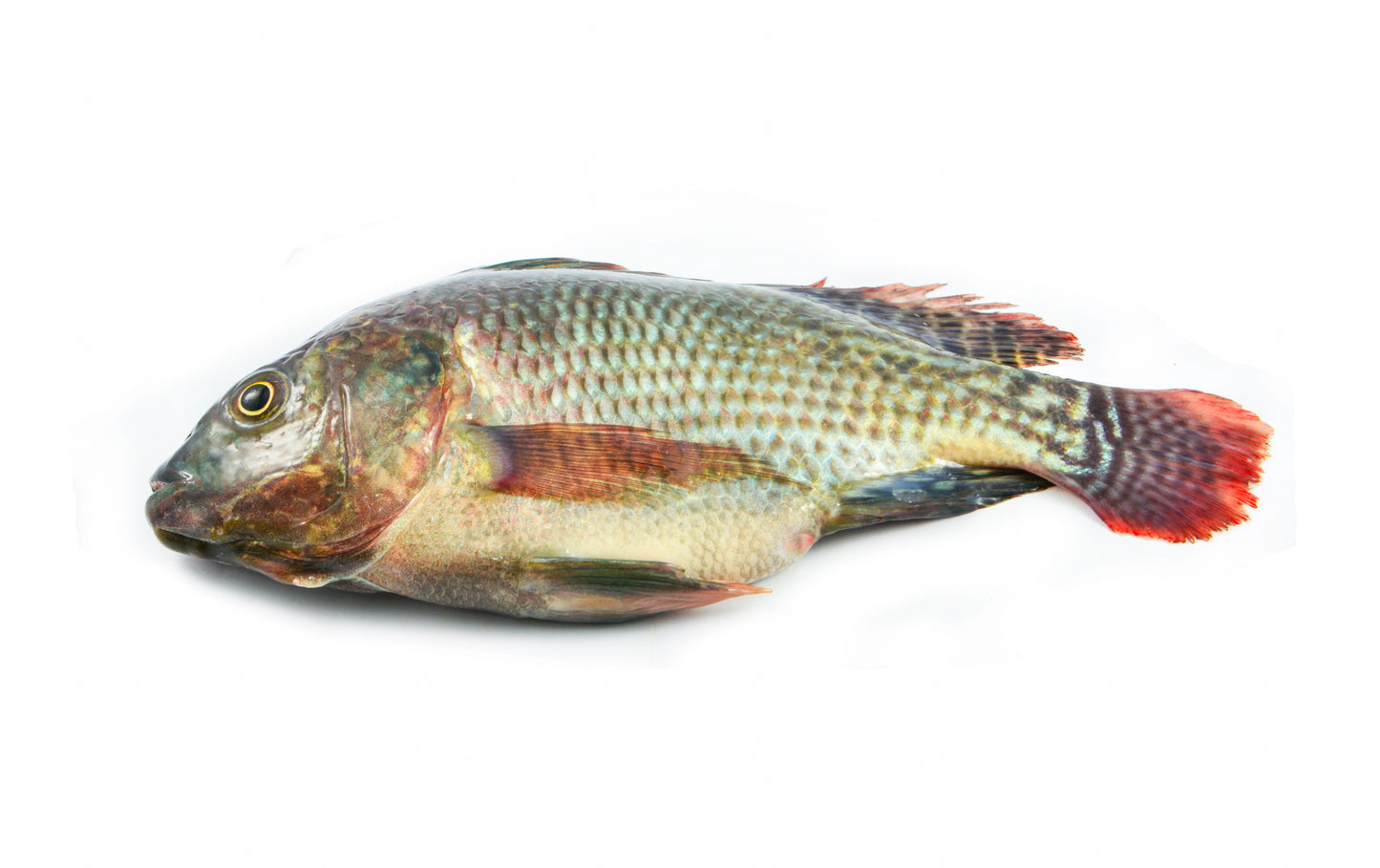 Whole Tilapia