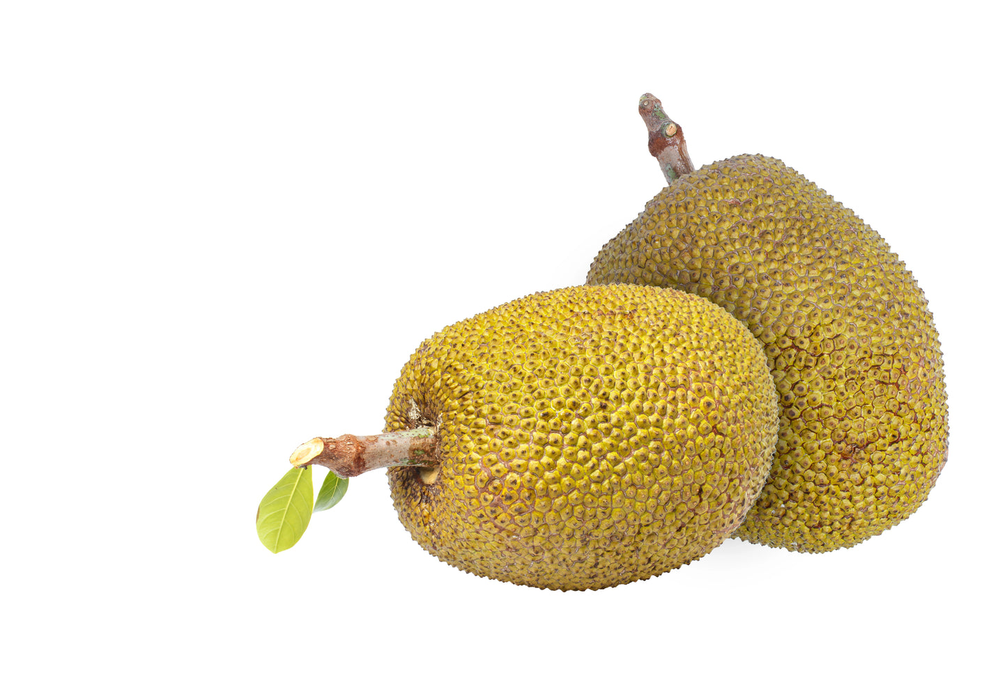 Jack Fruit