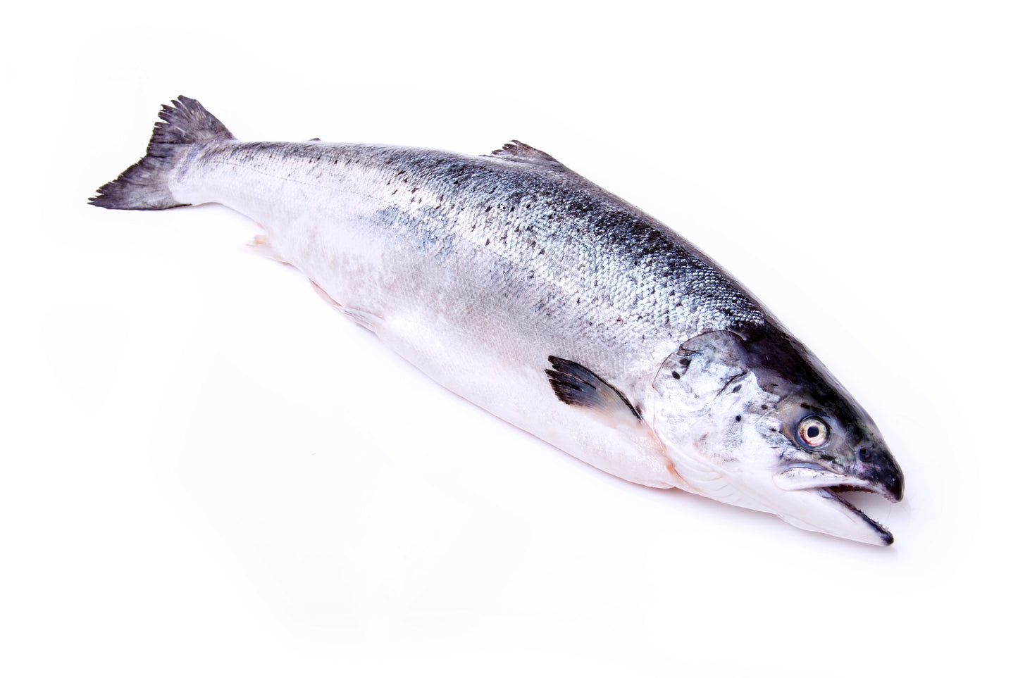 Whole Atlantic Salmon