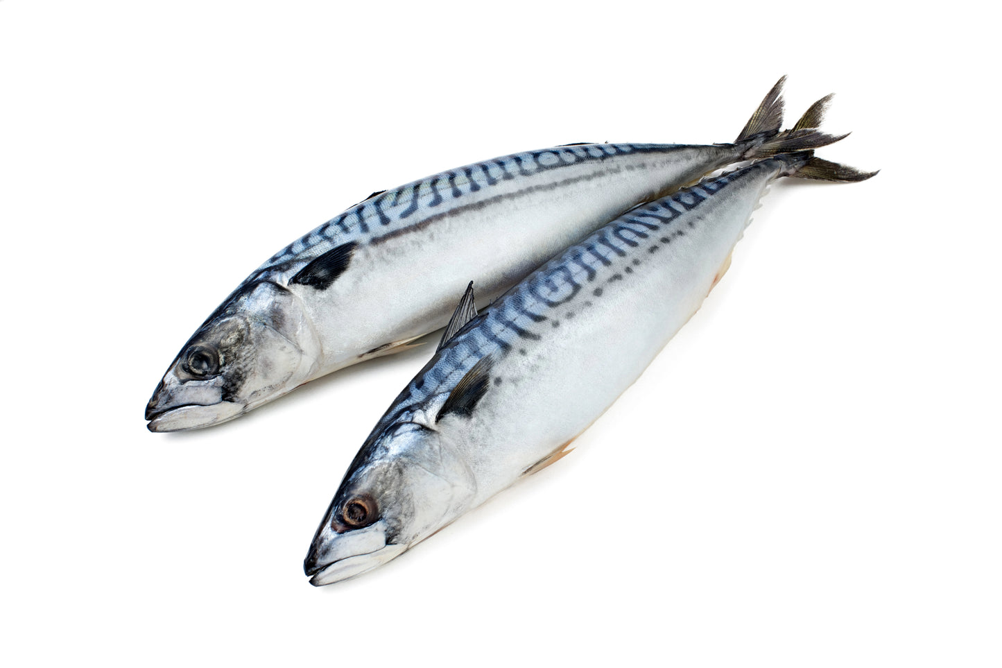Whole Mackerel