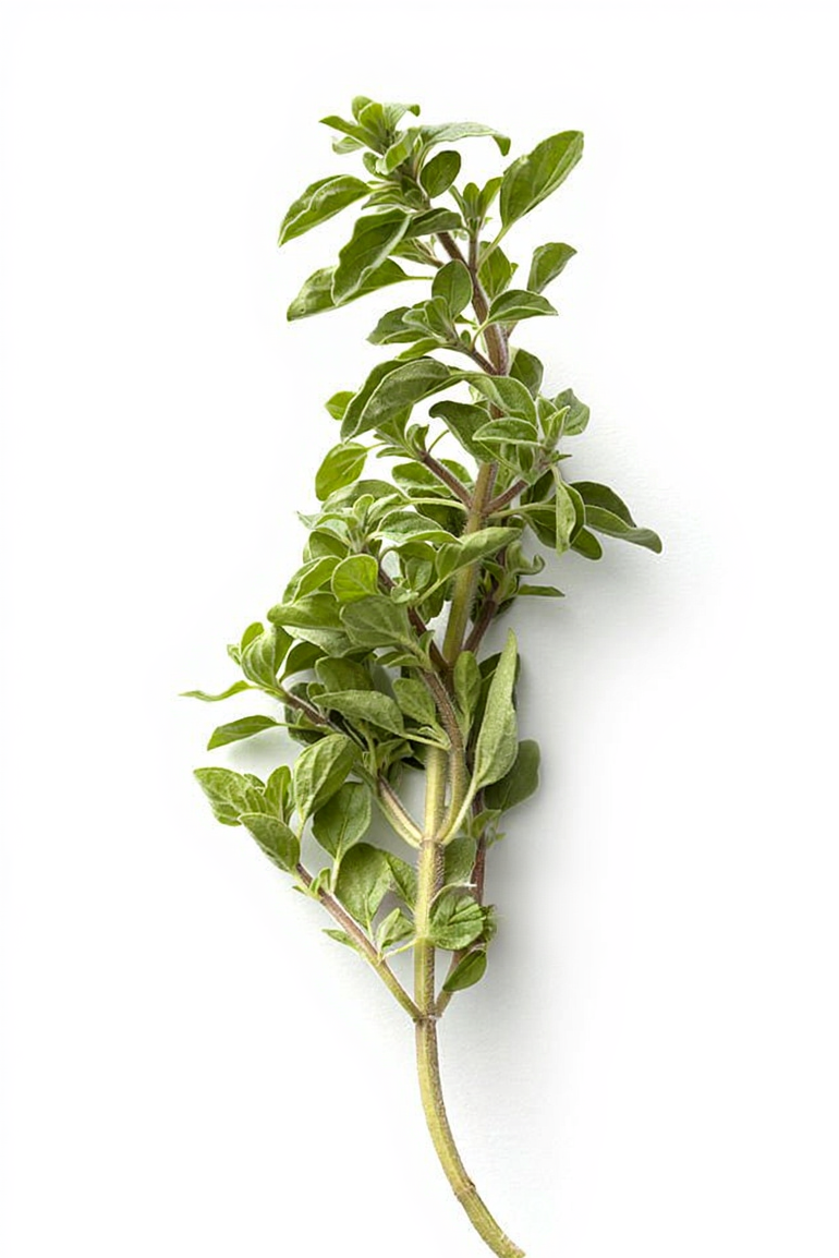 Oregano
