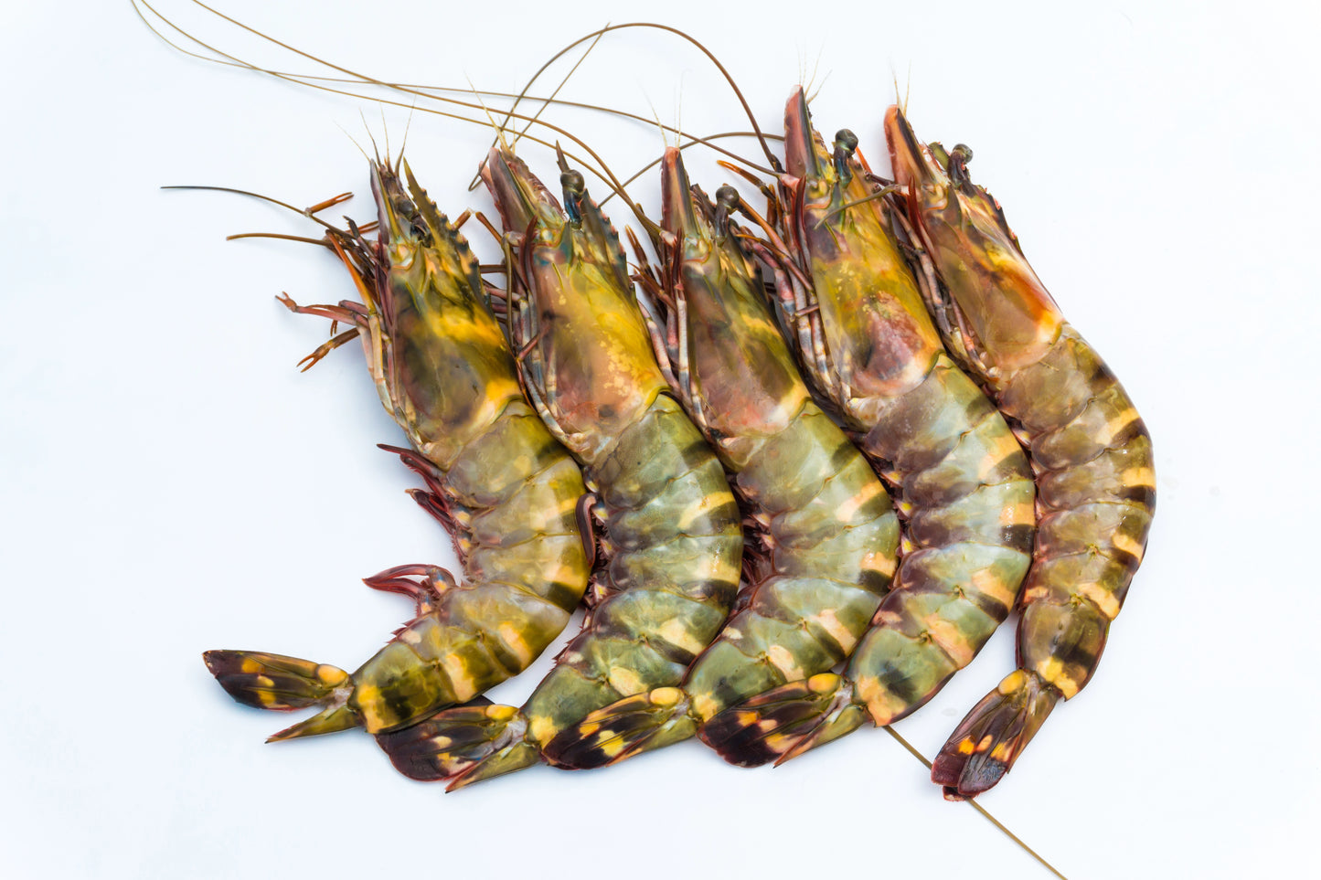Black Tiger Shrimp