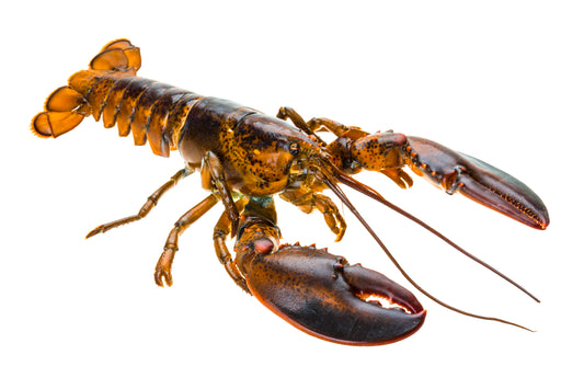 Live Lobster