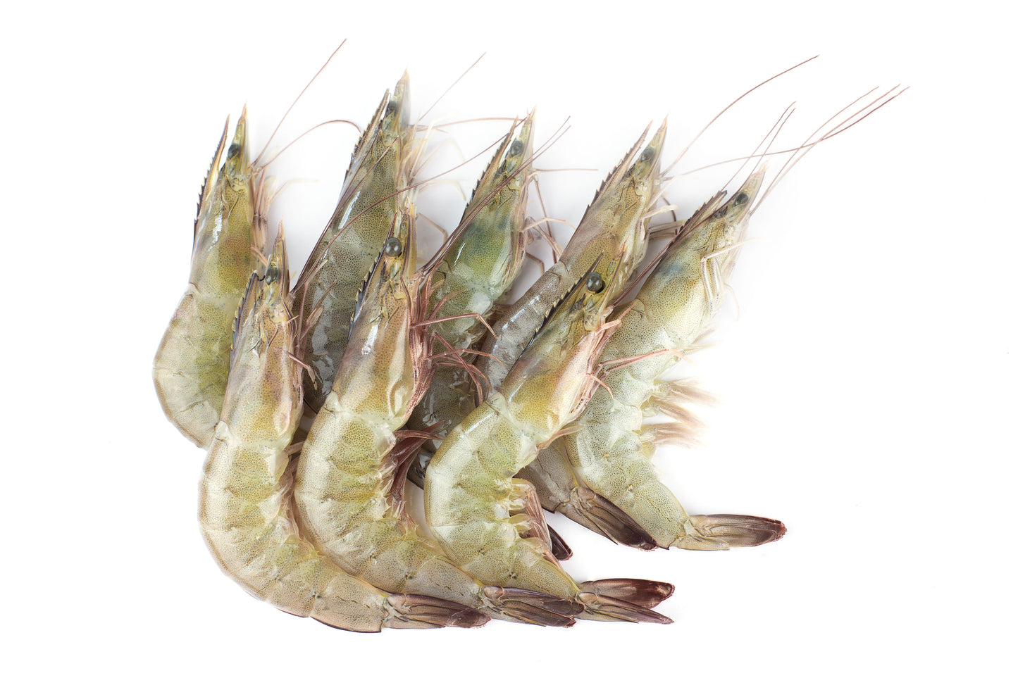Whiteleg Shrimp