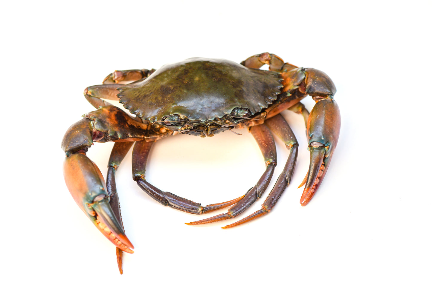 Live Mud Crab
