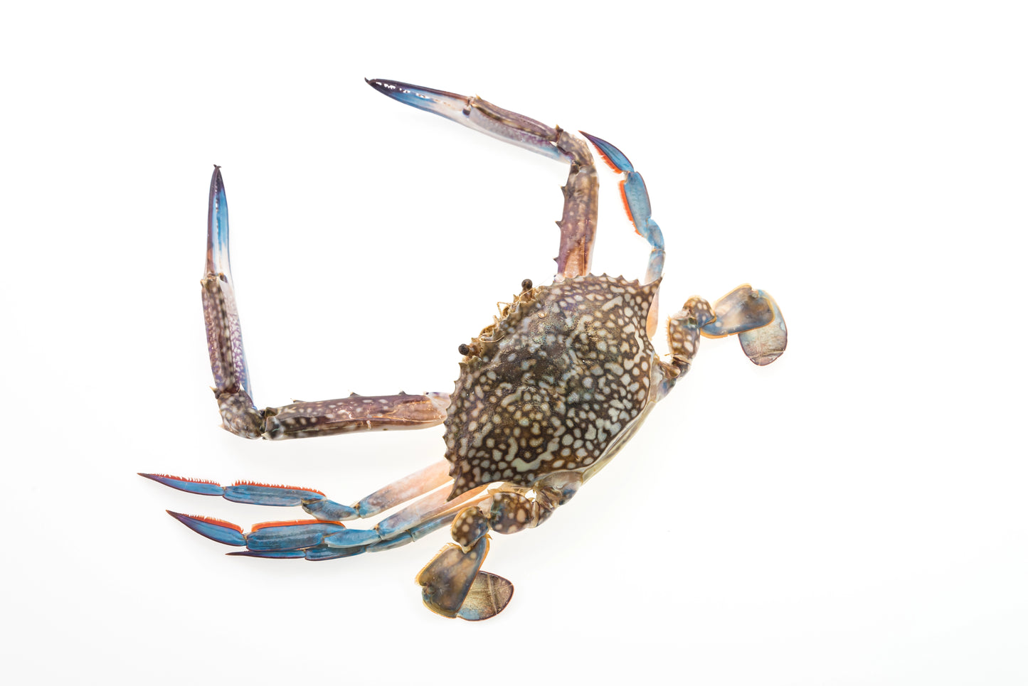 Live Blue Crab