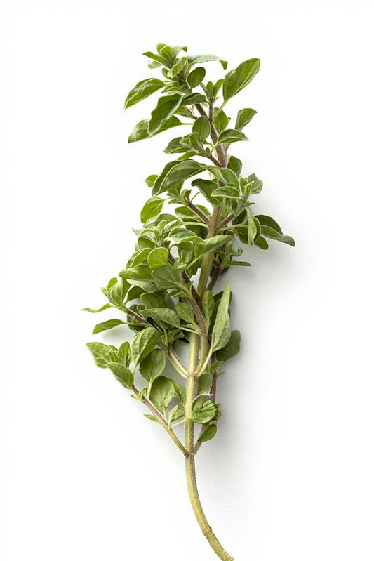 Oregano